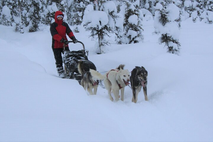 Small-Group Dog Sledding Experience in Sterling - Photo 1 of 8